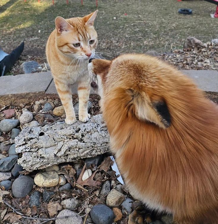狐狸 喵我也是猫的一种叫做狗狗猫via：网页链接