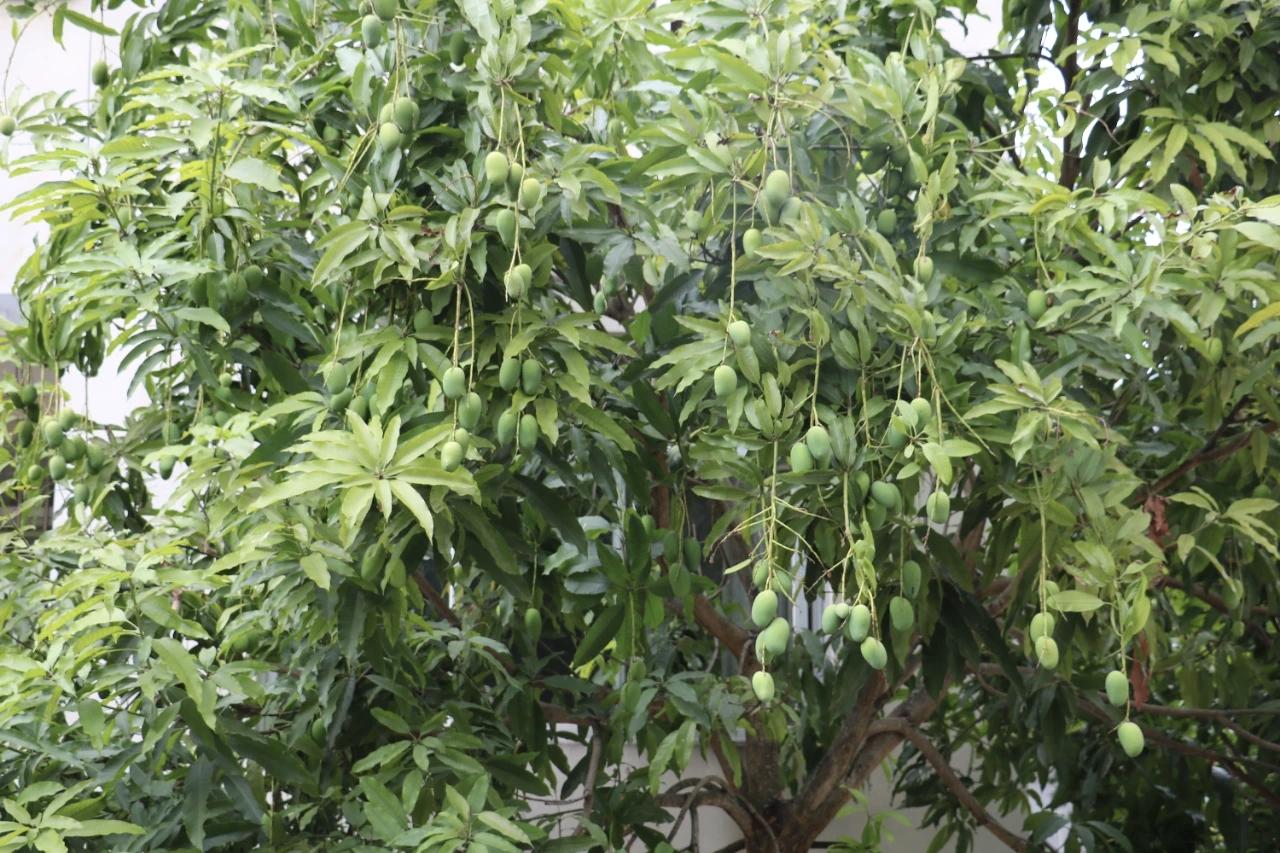 芒果的正确打开方式