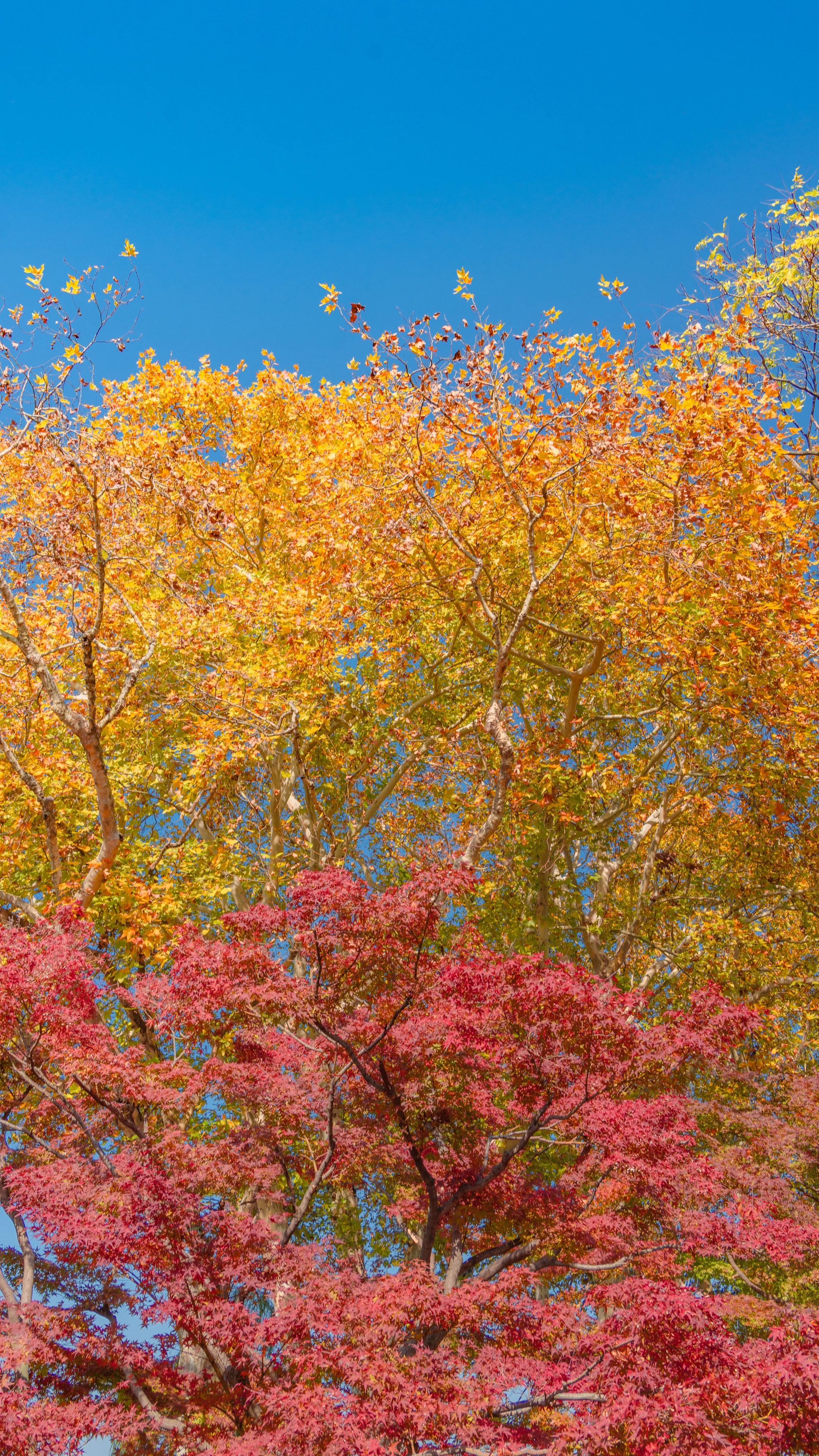 来南京，收集一整个秋天的浪漫。🍂南京秋日拍照｜赏秋路线✨ 路线：朝天...