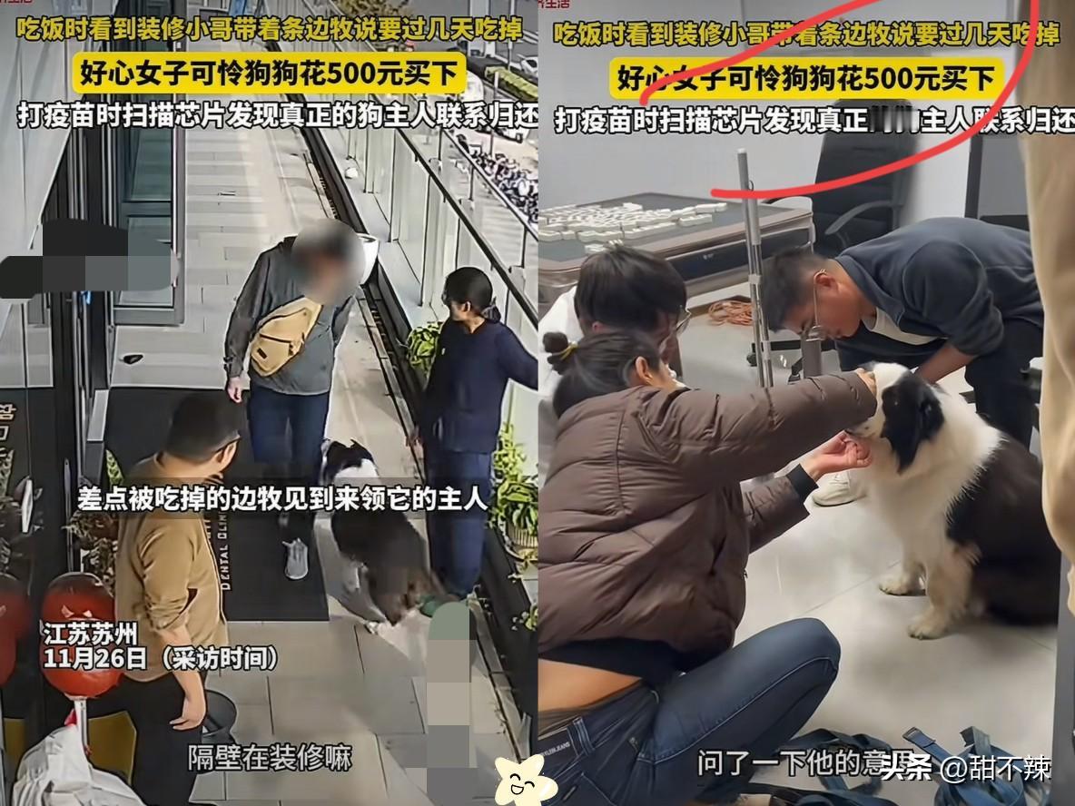 江苏苏州，一女子遇邻居装修，工人竟然把一条边牧拴在门口。随口一问竟被答复“不想养