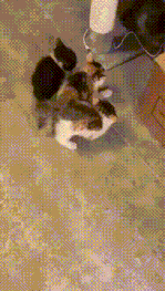 妈妈说这玩意儿能吃！
真的假的？看起来有点吓人啊……
集中精神学，以后有大用