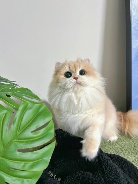 有些P图猫舍能不能把拙劣的手法练练