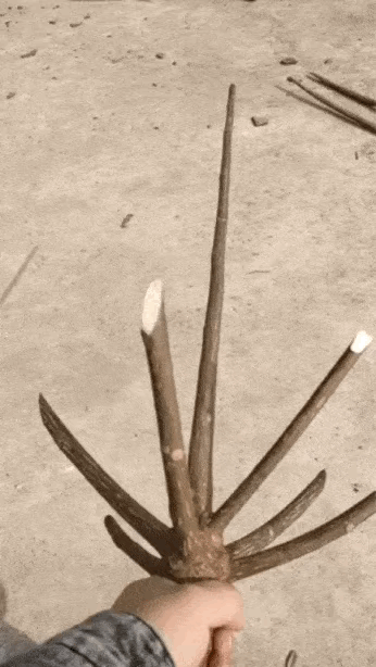 图一：小时候如果我能找到这样的树杈，绝对是小孩子之间的王了。
图二：这位是怎么回