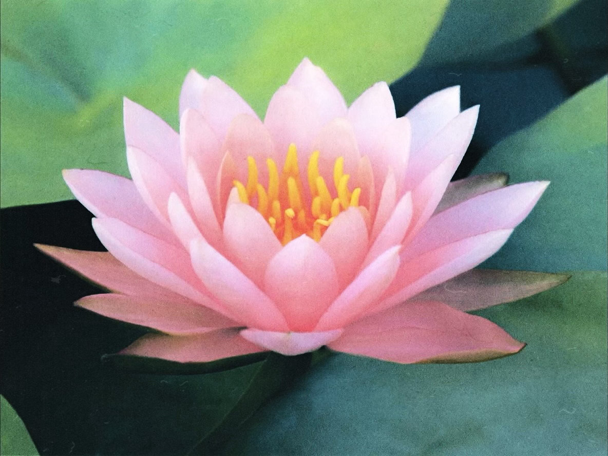 JENNIE  大家都是新粉吗现在这程度比前几年轻 那时候是连微博都沦陷  前几