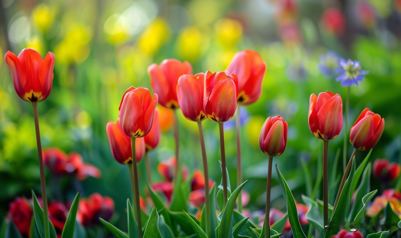 春归万物醒，郁金香携一身诗意，赴约而来。
褪去寒意，暖阳漫洒，一株株郁金香亭亭玉