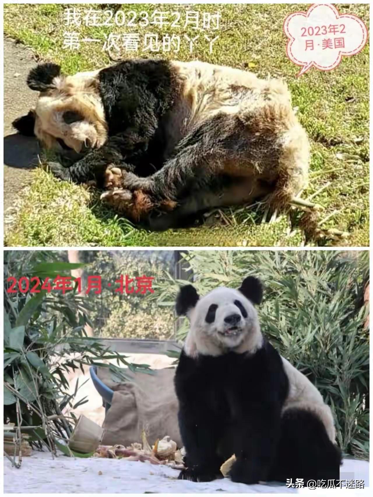 没有对比就没有伤害，
因为丫丫，我才知道，
当年的熊猫在孟菲斯到底有多委屈。想当