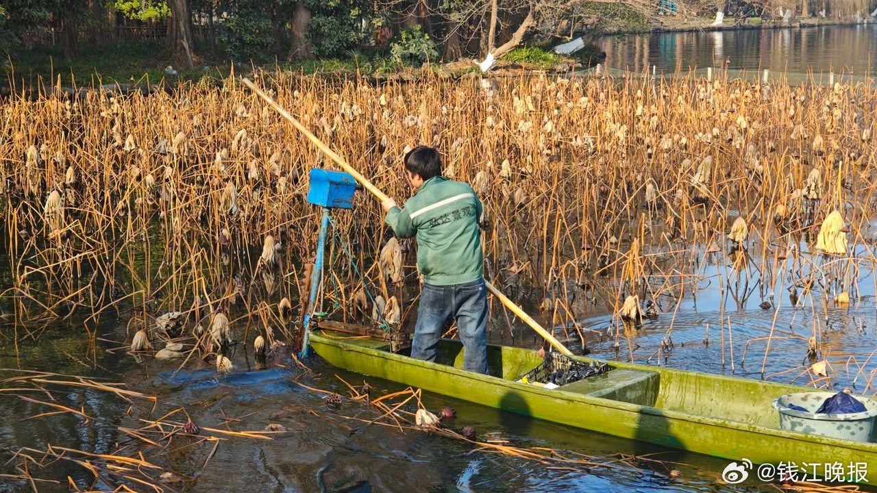 【#西湖残荷清理启动#，想观赏残荷请抓紧时间】每年春节前后，西湖残荷会进行收割清