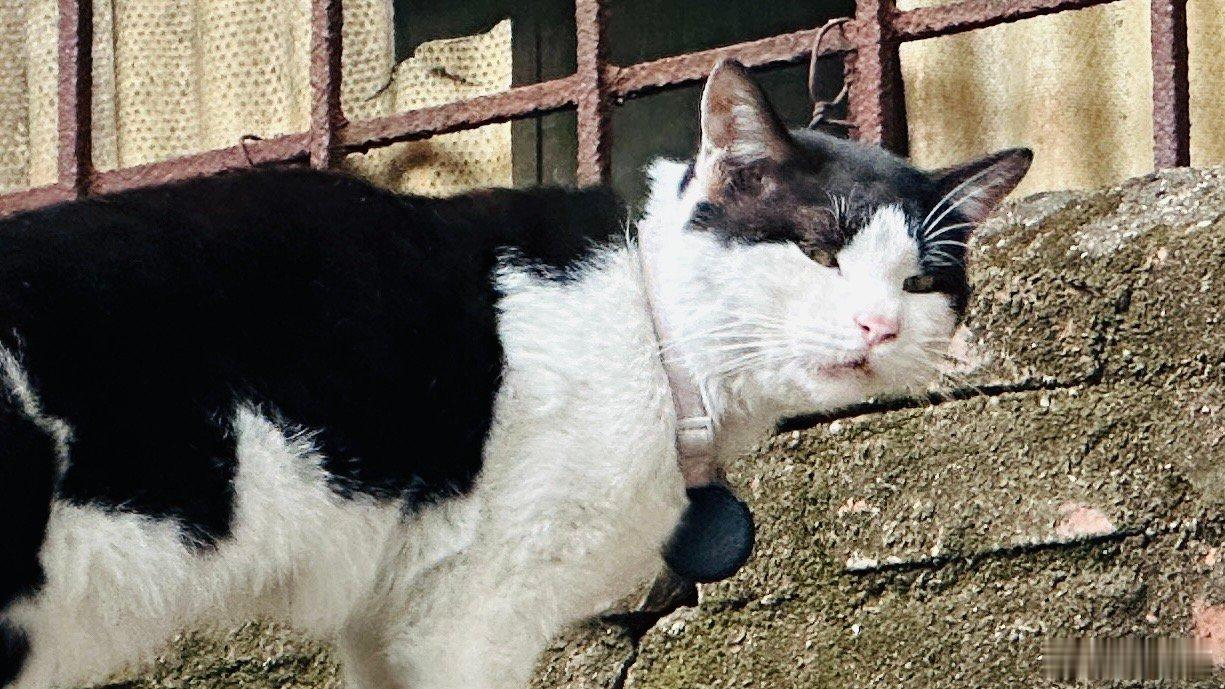 这猫真讨厌，我看它的发型挺像出道时的郭富城，就拿出手机拍一下，它居然用这小眼神瞟