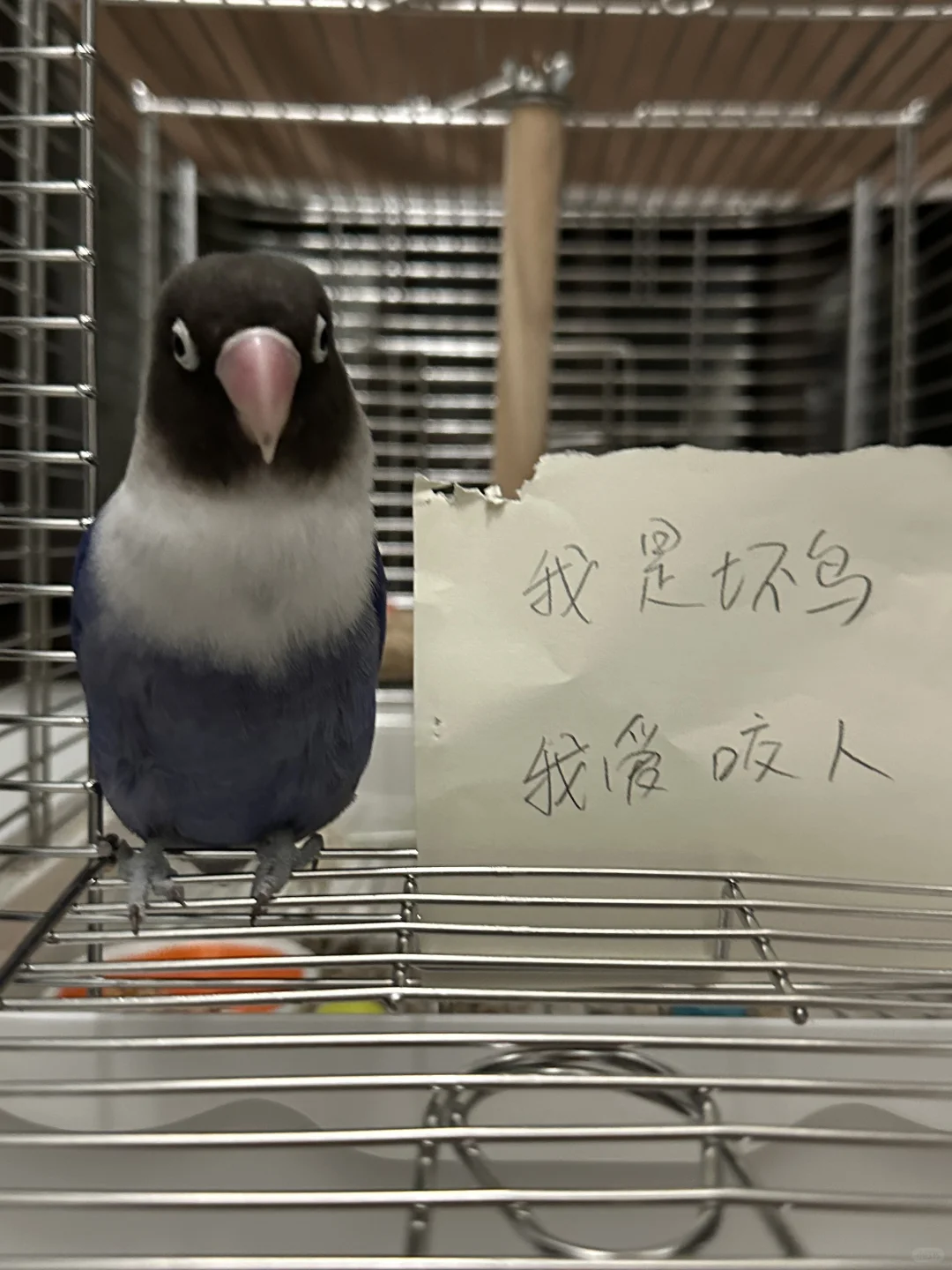 捣蛋鬼
