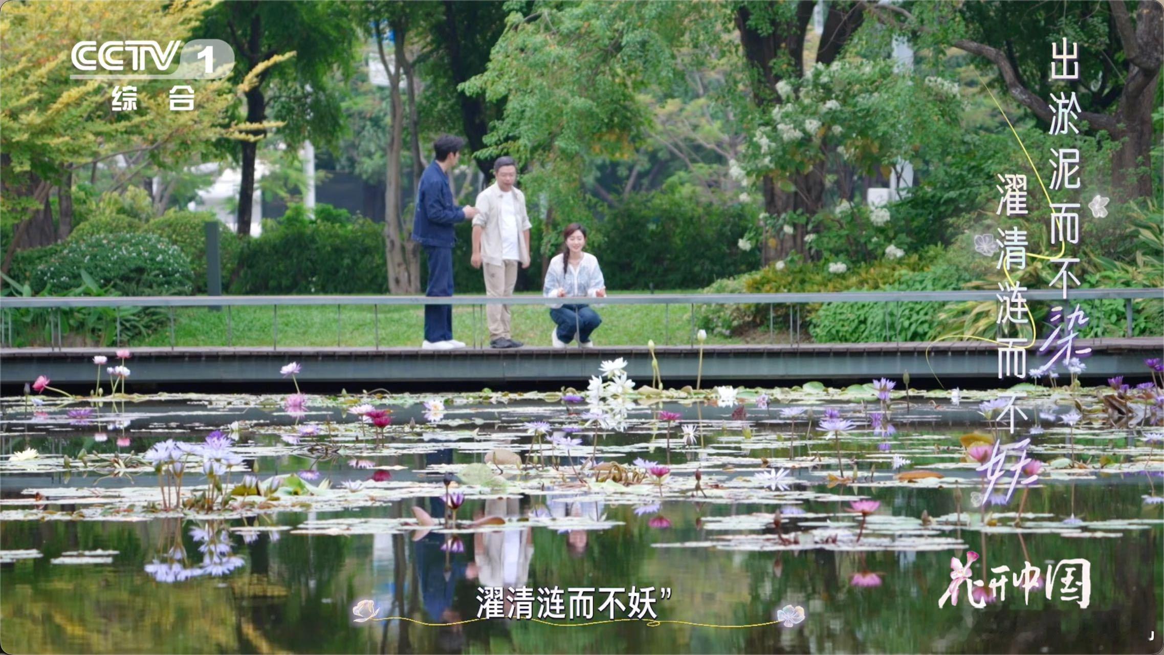 睡莲不是莲爱莲说的莲是什么花 爱它的清净，何必执着它的学名？周敦颐若知后世为此争