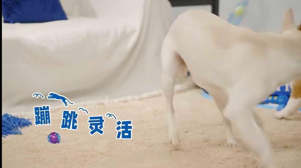 郑恺官宣DHC品牌新身份  养宠人私藏补剂｜给毛孩子穿上专属健康恺甲🛡  养宠