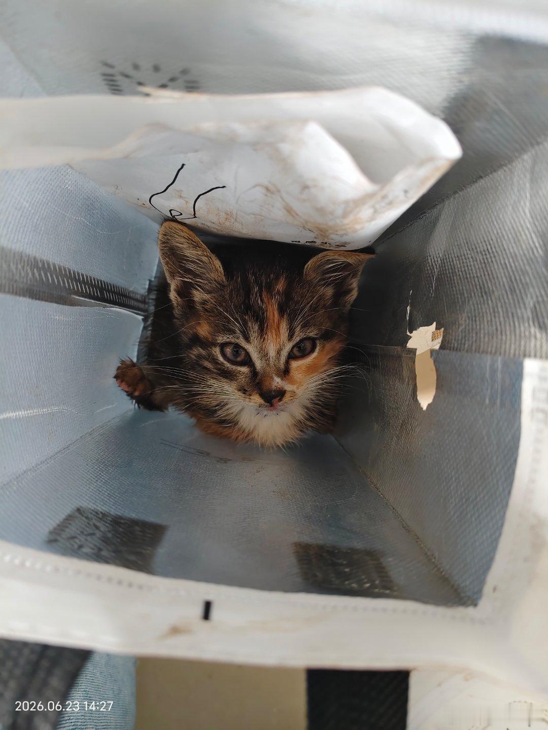 出门拿快递的时候捡到一只彩狸猫🐱 