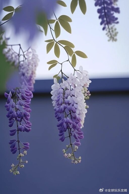 万物生长皆可见，紫藤花的神奇旋律。  