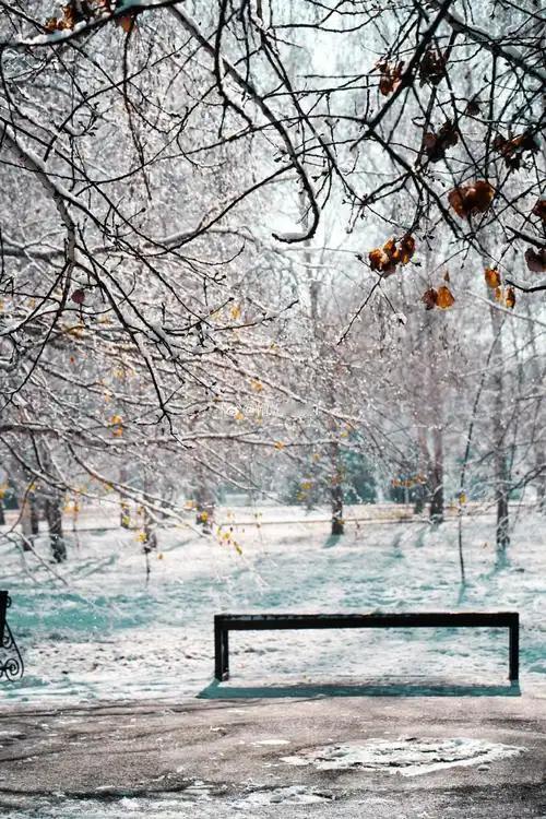 晒一张手机最美的雪景照冬日雪景，宛如童话世界。洁白的雪覆盖大地，树木银装素裹，阳