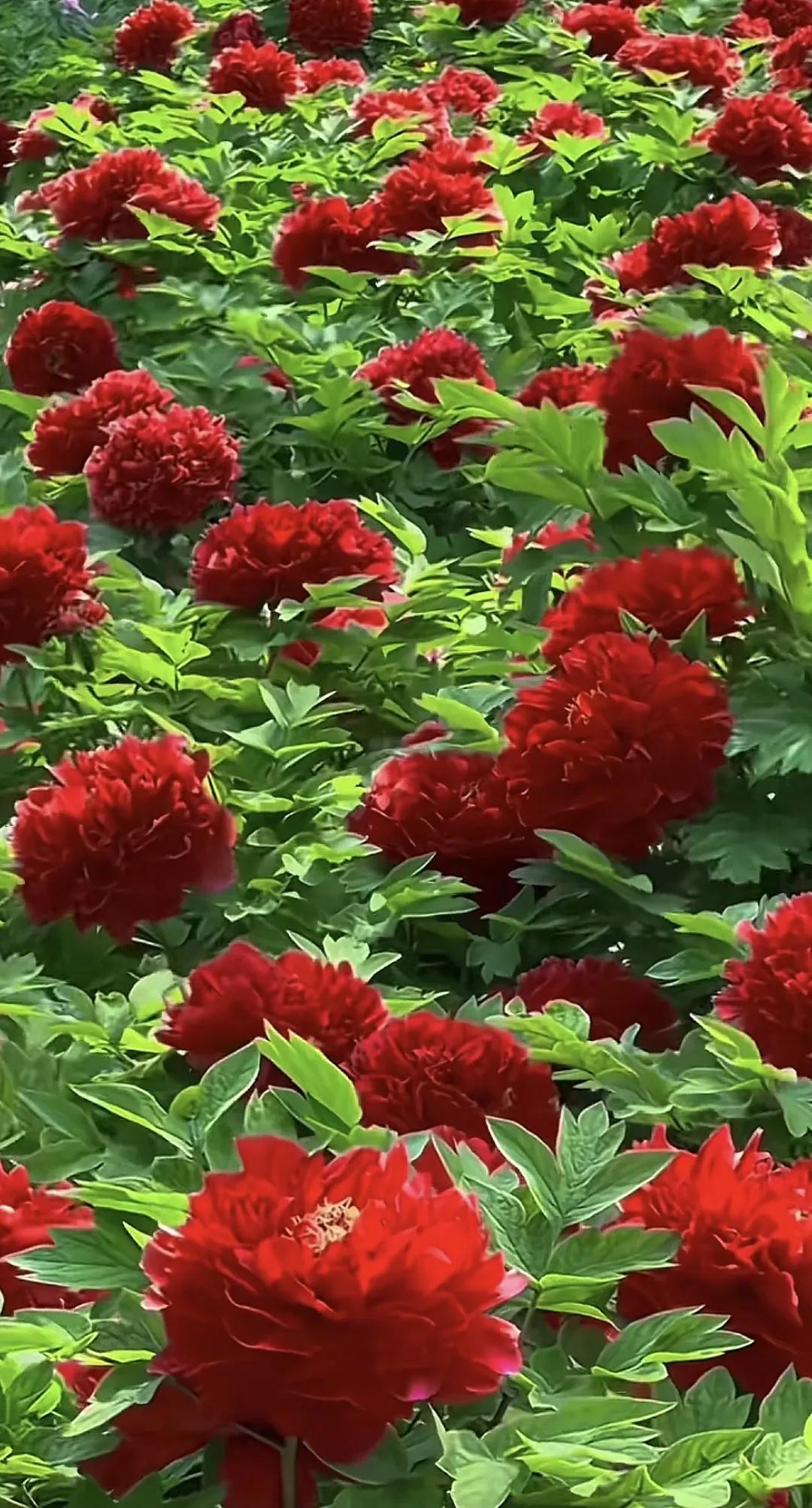 蝴蝶为花醉，花却随风飞，花舞花落泪，花哭花瓣飞，花开为谁谢，花谢为谁悲花 风景 
