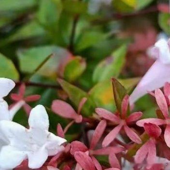 糯米条1. 栽培方式：疏松中性园土最优，轻度贫瘠土可适应；落叶灌木，根系发达，庭