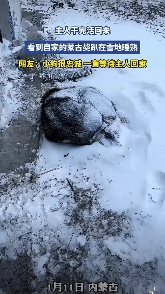 这根肉肠换来的守护，让人心里发暖。

去年八月，有个骑行小哥在内蒙古草原露营，夜