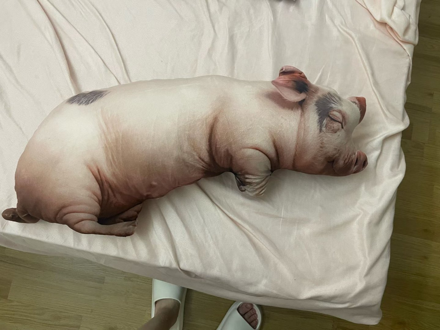 给我妹买的猪 