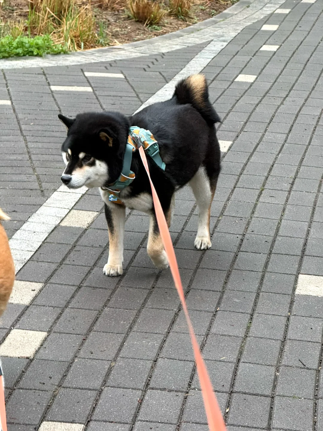 这就是逆子