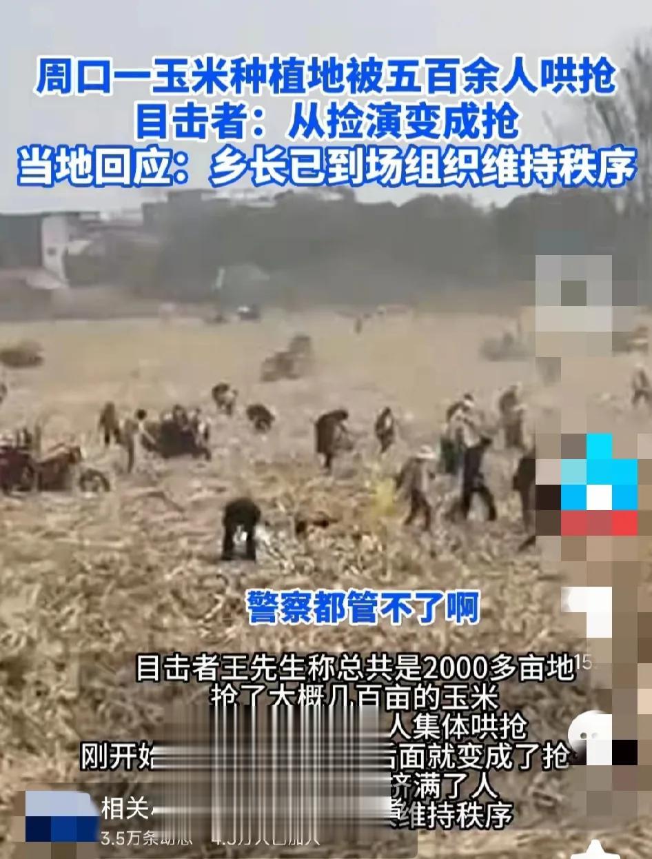 #当地回应玉米地遭500余人哄抢#最新回应：是“捡拾”，不是“哄抢”。
是包地公
