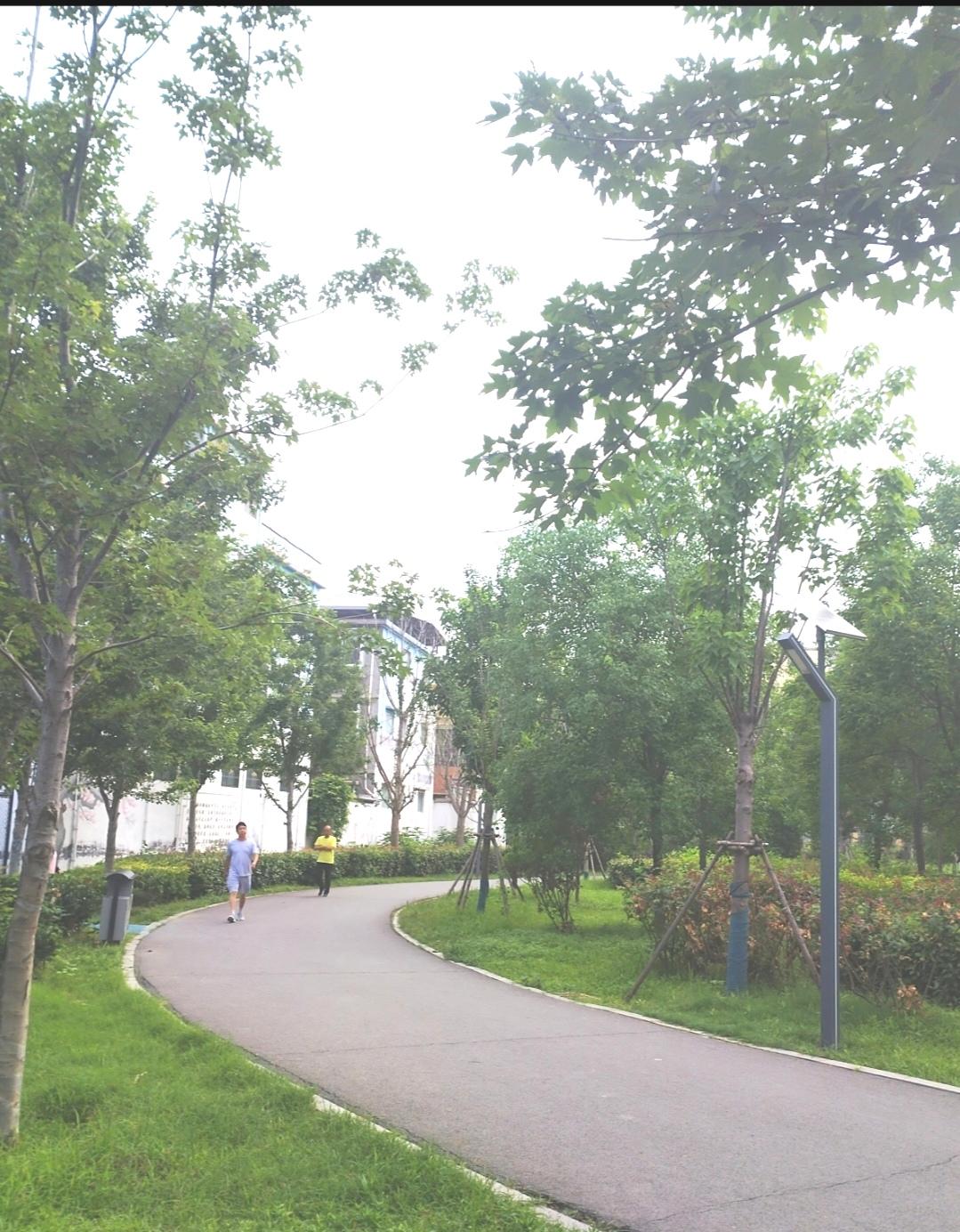 今天早晨去公园散步锻炼身体，随手拍下夏日美景。