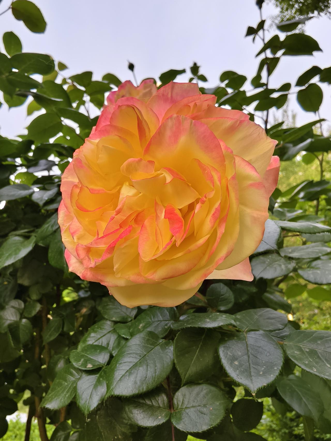 不同颜色的月季花绚烂绽放