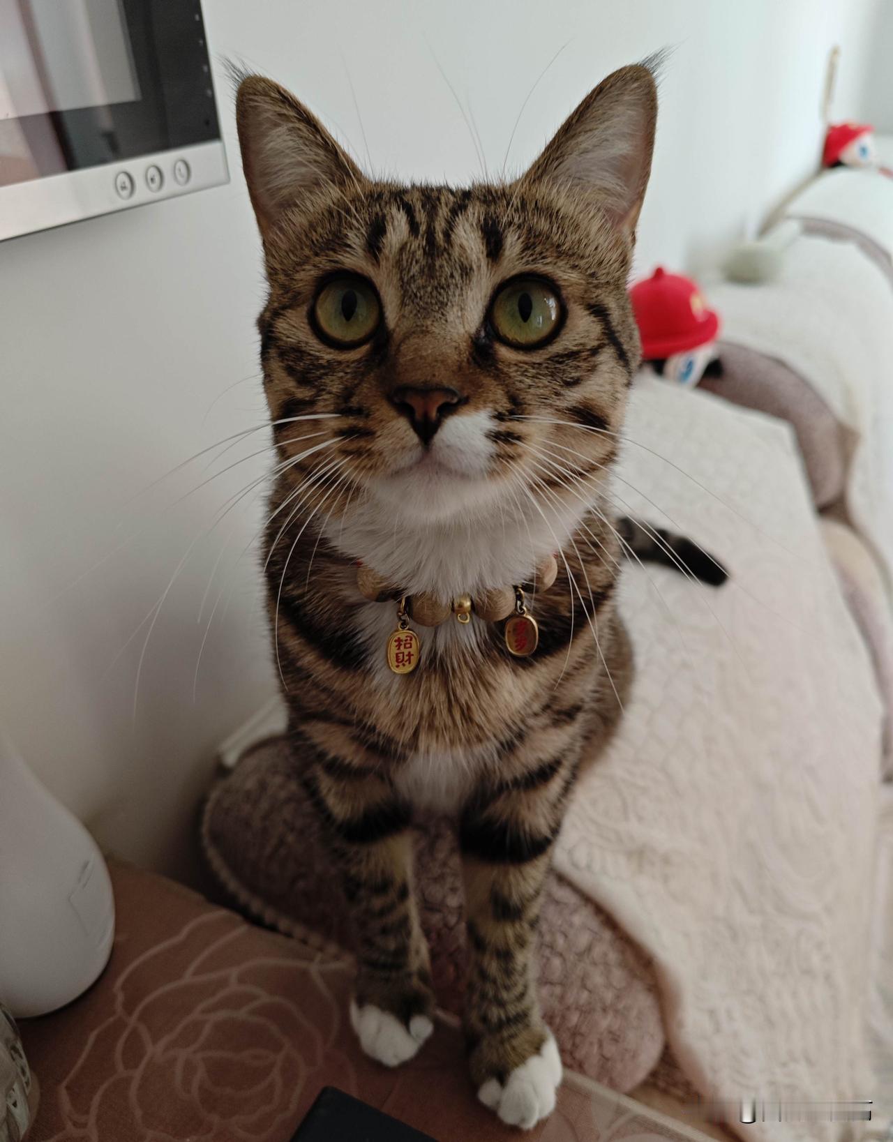 我家的猫咪小精灵
 
发一张你家猫咪照片 曾抗拒养猫，总嫌猫狗不干净还掉毛，却机