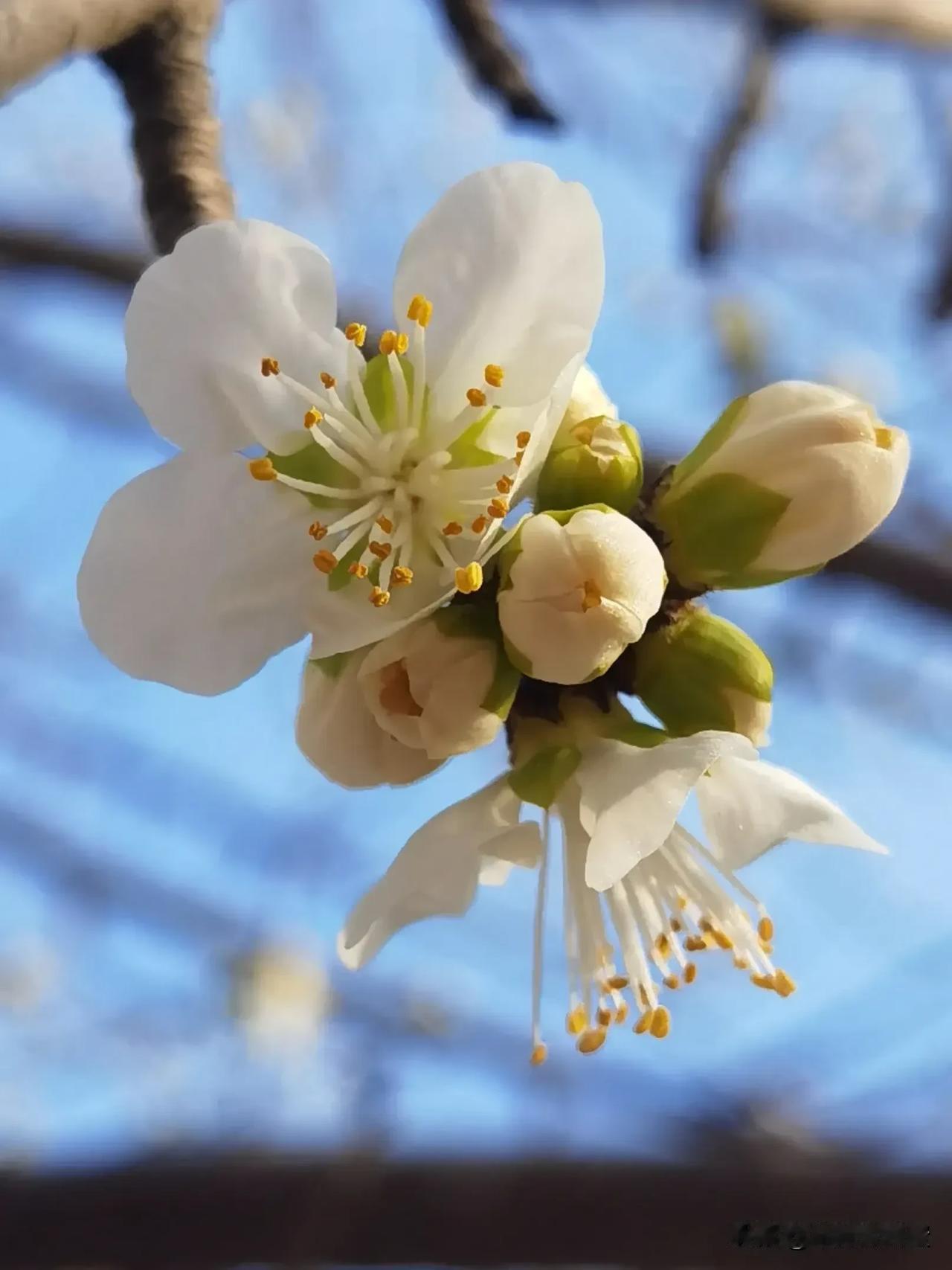 玉枝琼花映碧空
迎来春色半目红
最是粉白花相伴
无需头香换美名
2025年3月6