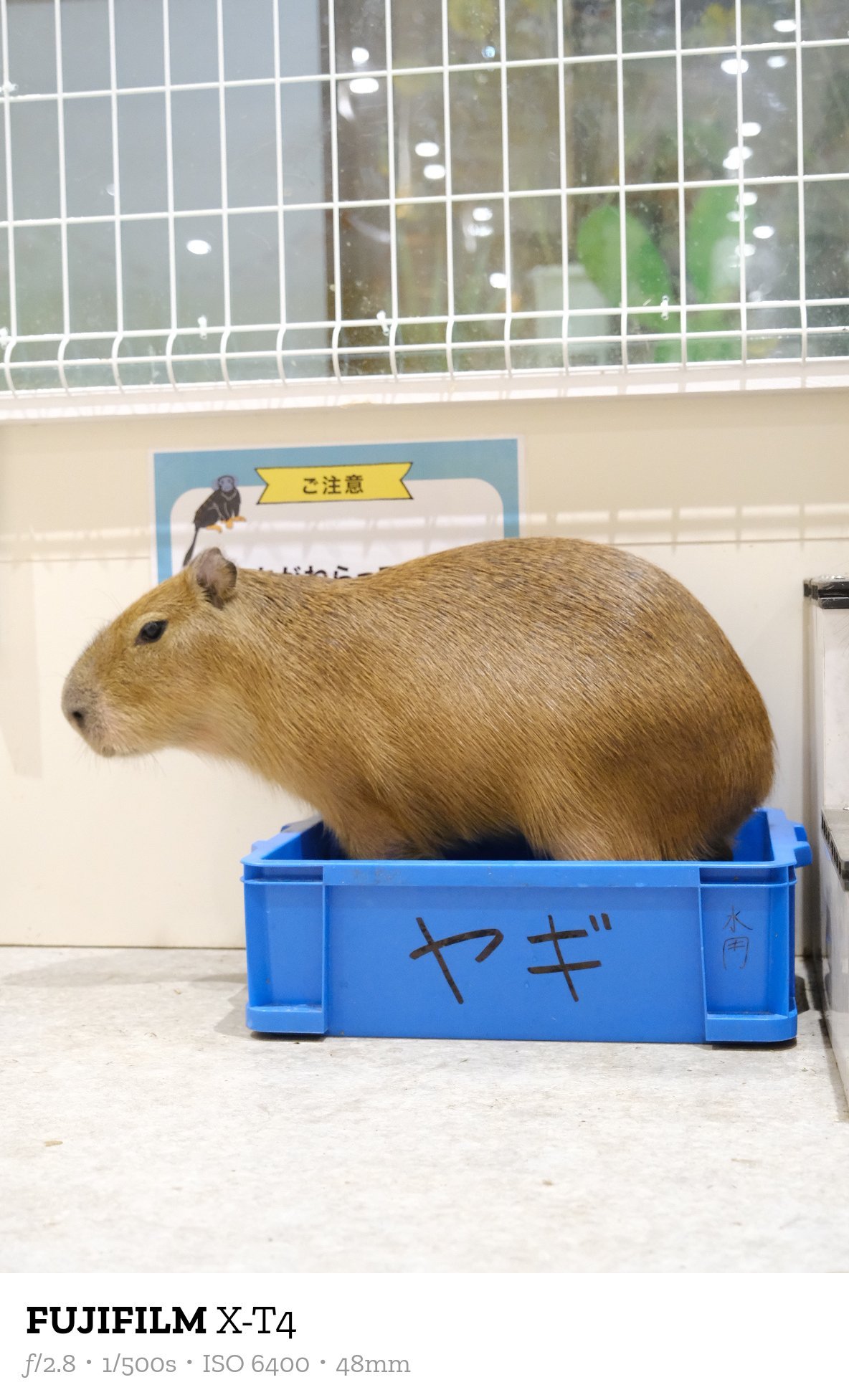 水豚 英语capybara，日语カピバラ  汉语之所以叫“水豚”，是翻译属名hy