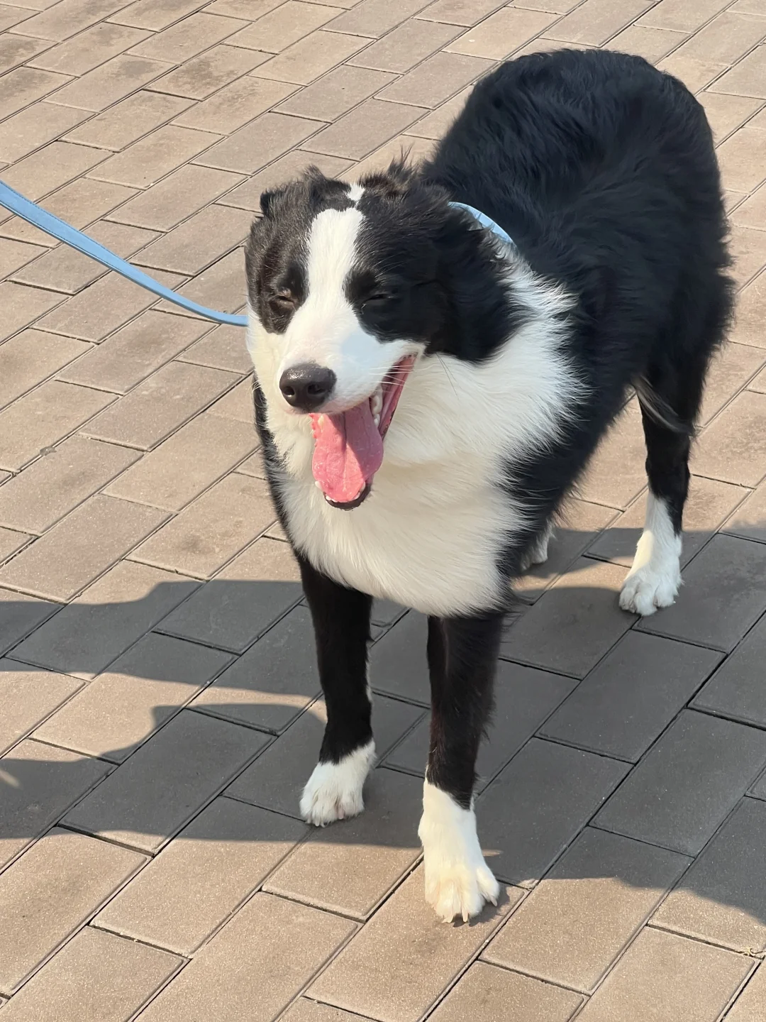 晨起下楼拉个练🐶