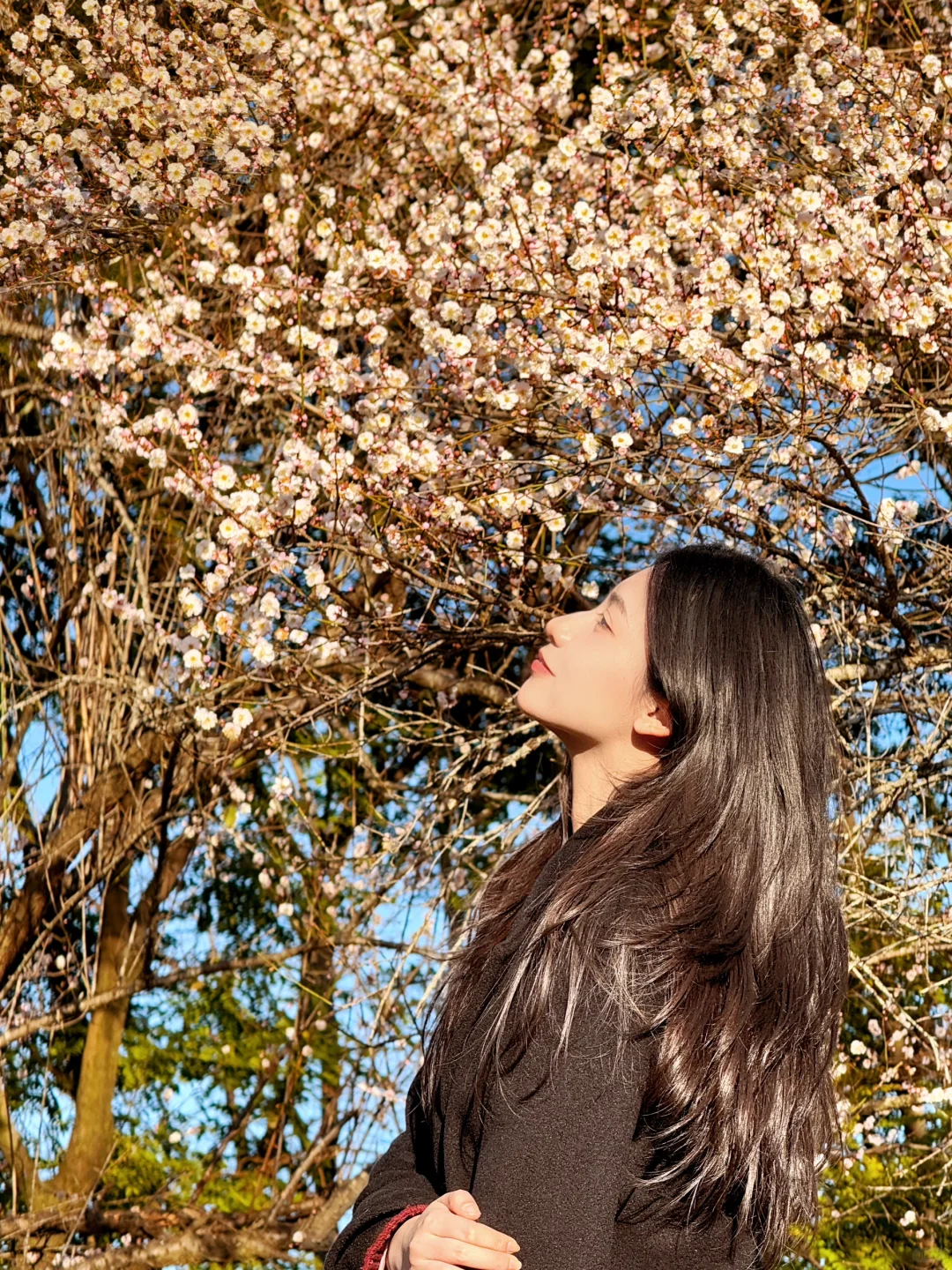 永安📍龟山公园梅花开啦～