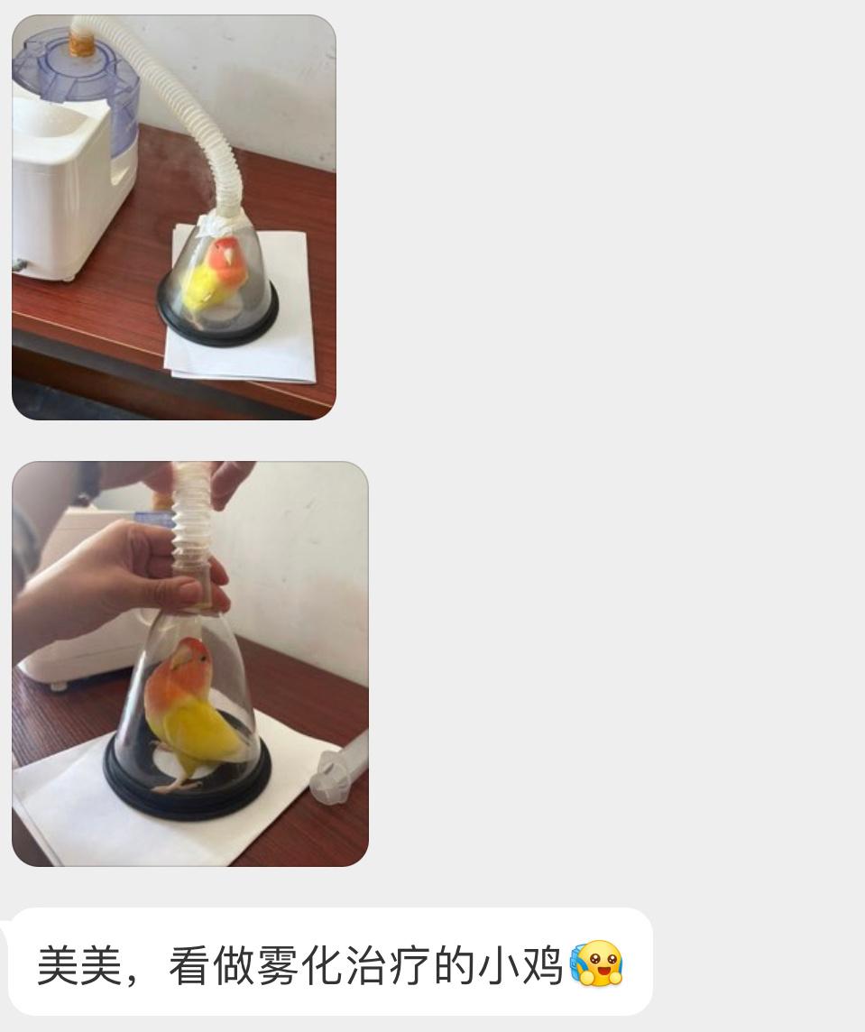 小鸟的医院🏥画面好喜感啊！ ​​​