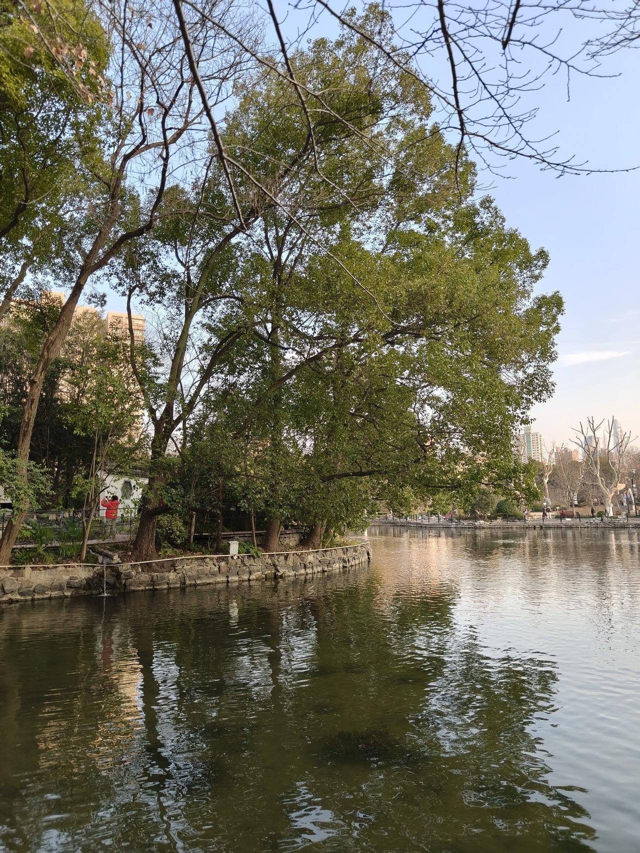 鲁迅公园散步随手拍实景图分享！

胡颓子都蔫了的～[耶]