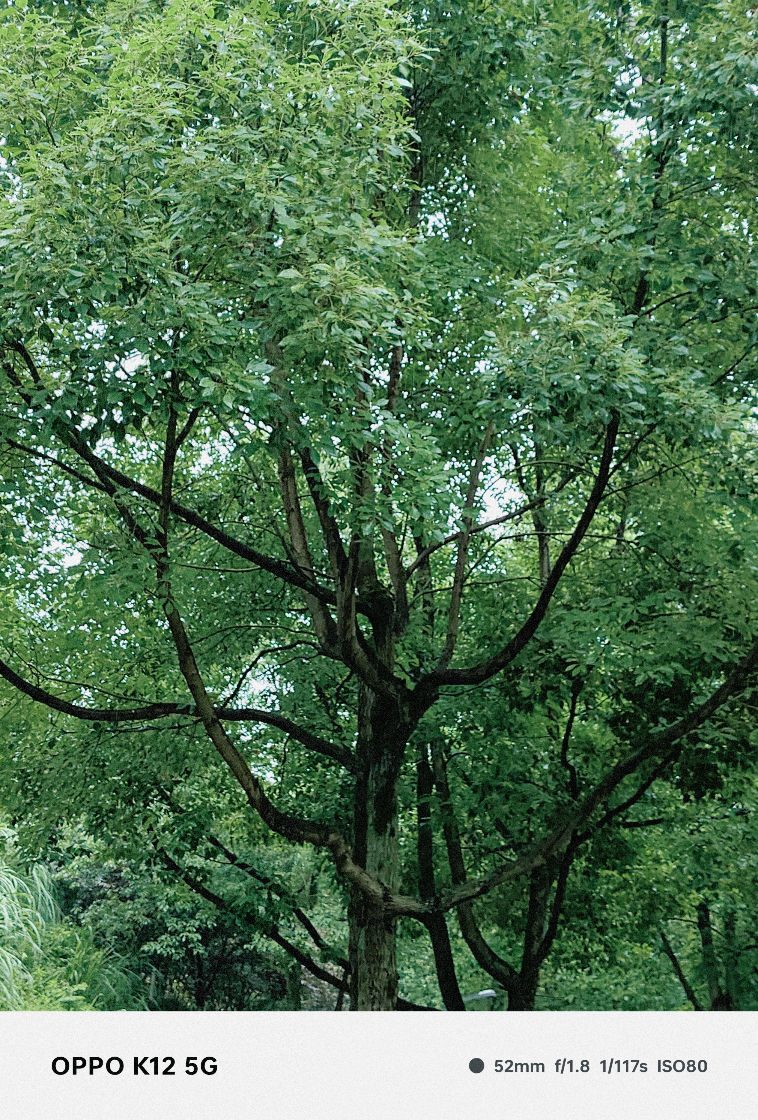 走进自然的怀抱，感受绿树成荫的宁静时光#盛夏光年# ​​​