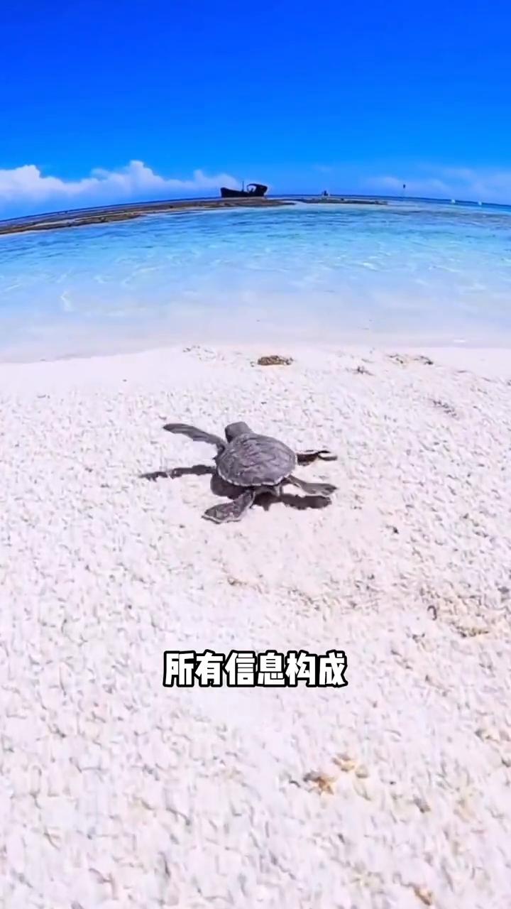 看上去这名女子正在救助海龟，可实际上她或许正在毁掉它们。小海龟破壳之后需要独自从