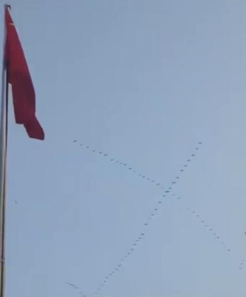 3月中旬候鸟北迁高峰，河南鹿邑一女子外出时，偶然抬头被天空景象惊艳。数十只大雁排