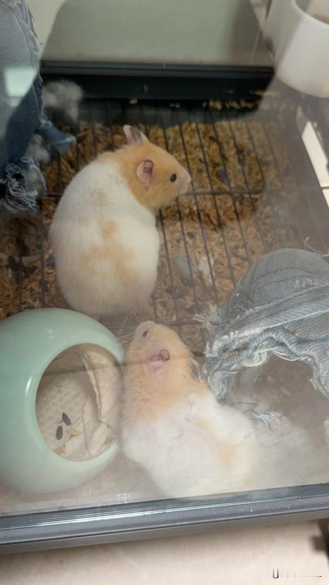 小仓鼠还是挺可爱的，乌黑的小眼睛贼溜溜的，看起来很聪明。