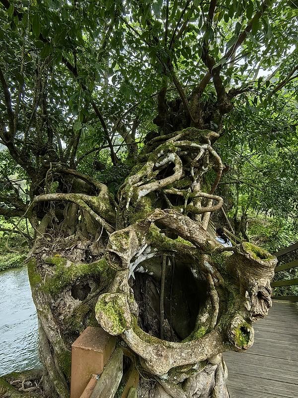 云南那棵有着700余年历史的榕树独树成林，简直太神奇了。这棵榕树历经数百年风雨，