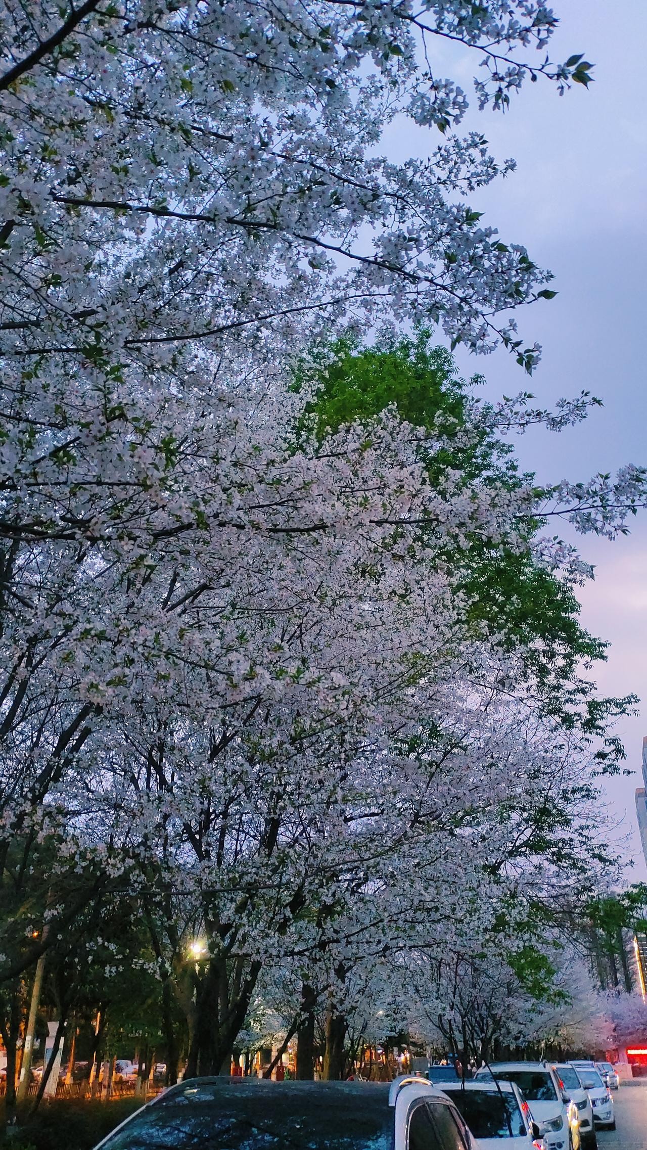 分享一张你拍的樱花照片