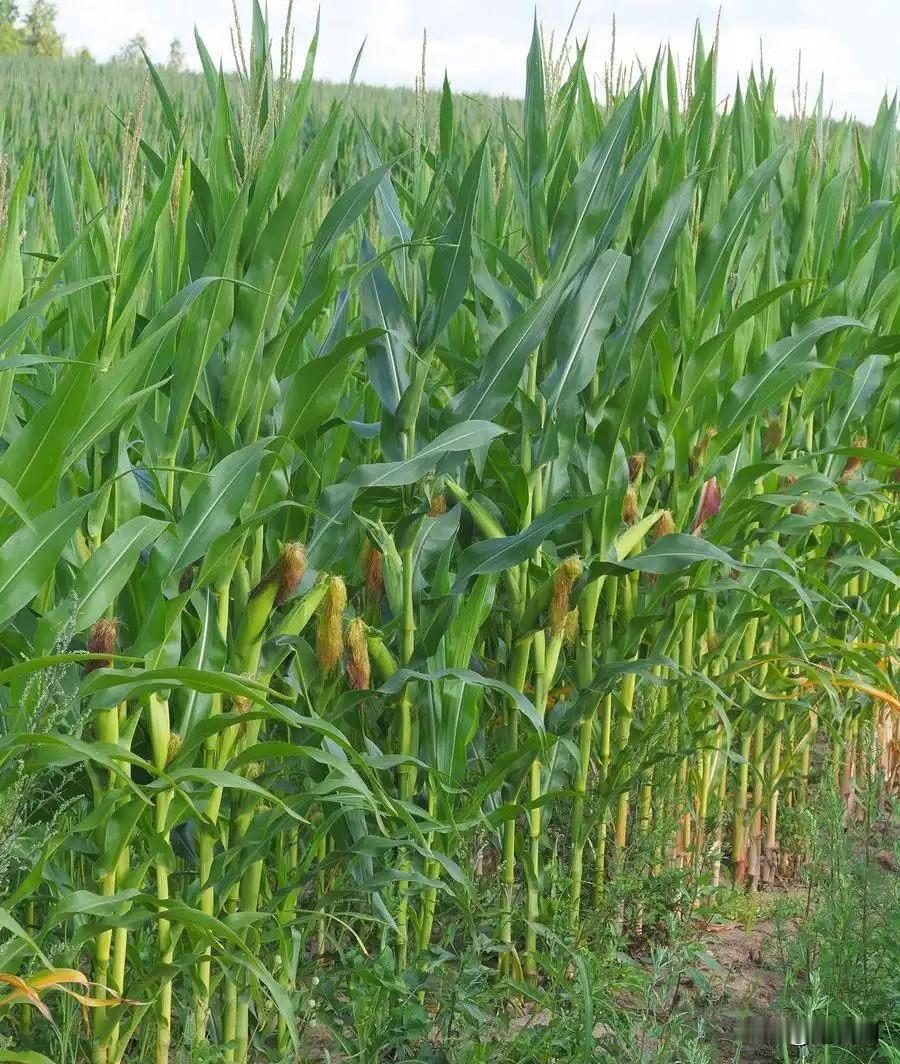 另外还有有：包粟、苞芦、六谷、璎粟（观音粟）、番米等，天台/仙居多叫苞芦/腰芦，