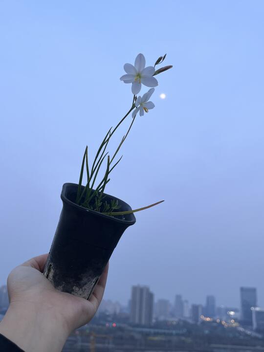 是陪着月亮绽放的小花花