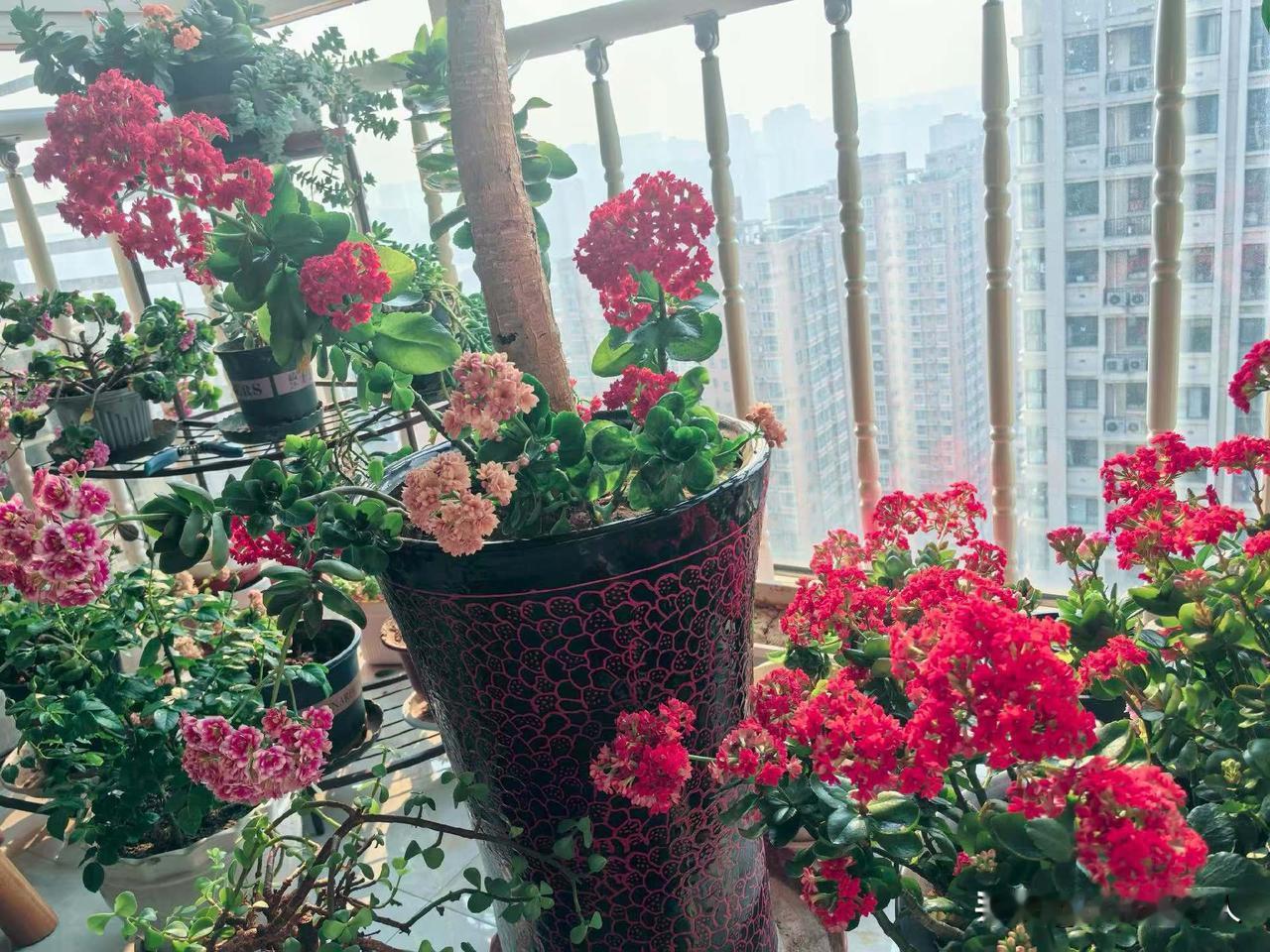 晒图笔记大赛每年将近过年的时候，家里的长寿花总是开的满满的，整个阳台都是一片花的