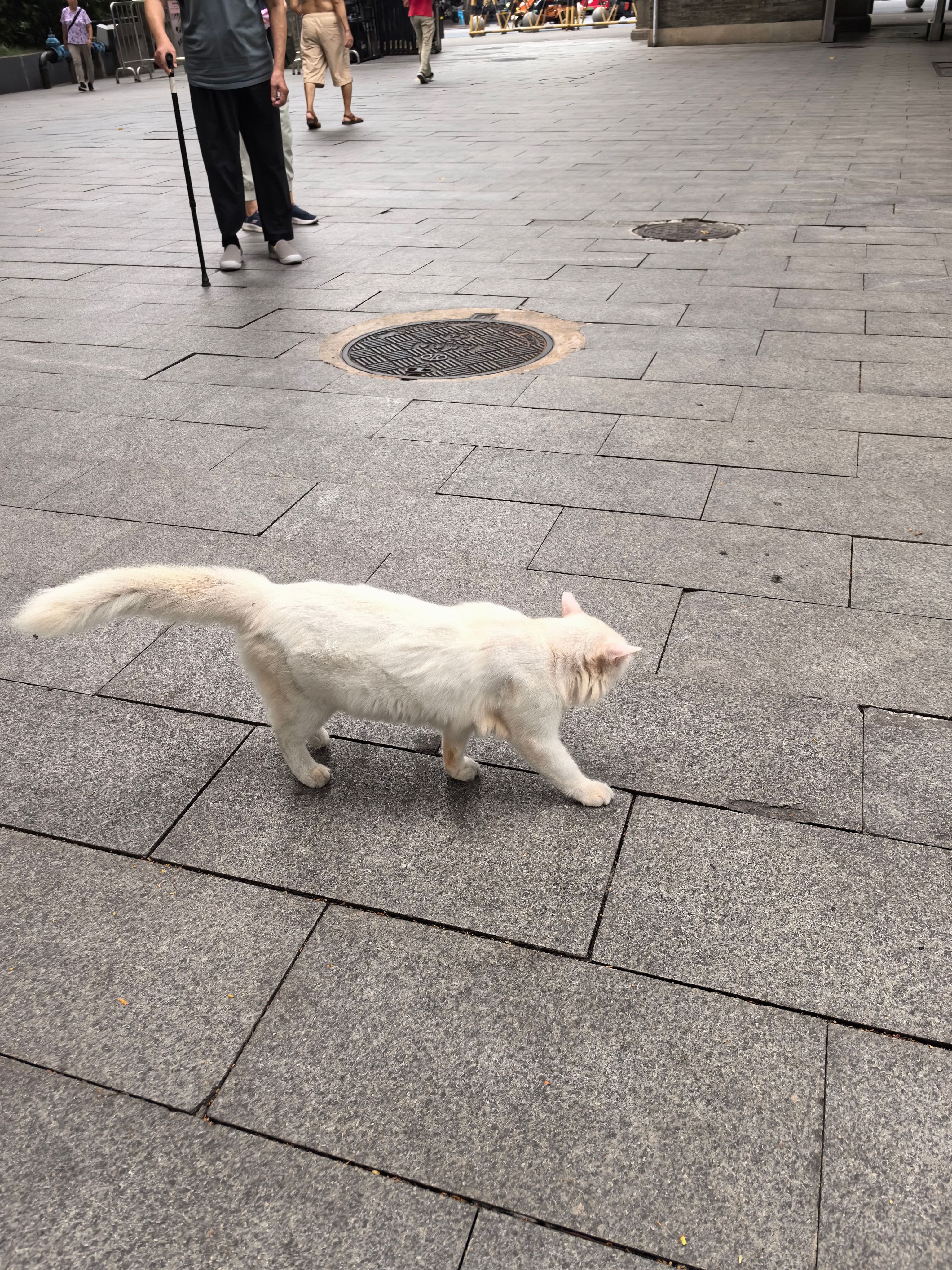 Homeless cats，Cruel facts. 
