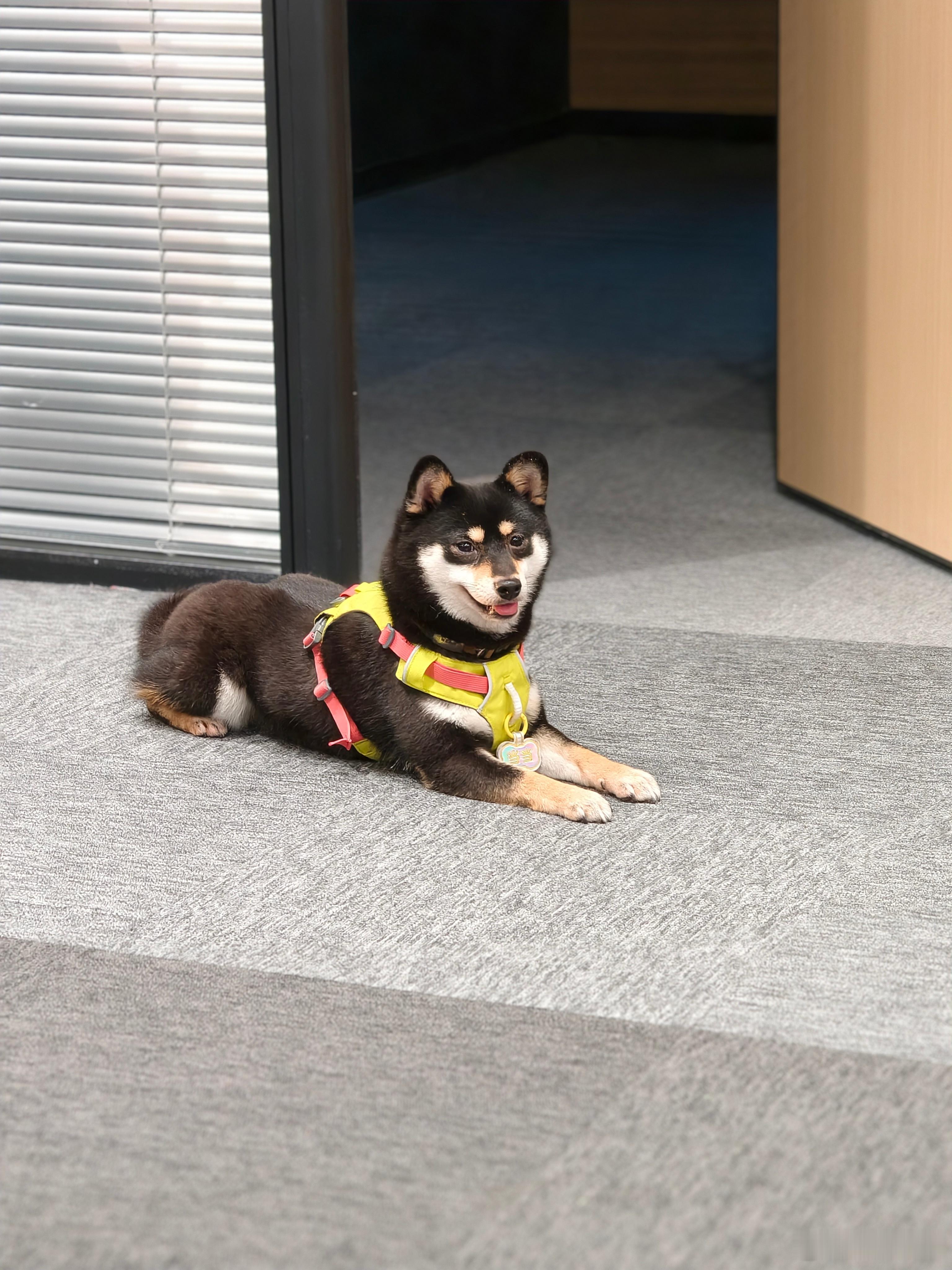 好乖的当当！ 狗：我只是一坨小可爱，人类：疯狂拍照100张📸” 深圳