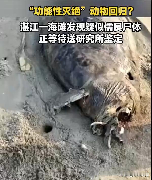近日出现在湛江海滩的、带着神秘色彩的躯体，将一种长久只活在传说中的动物拉回了现实