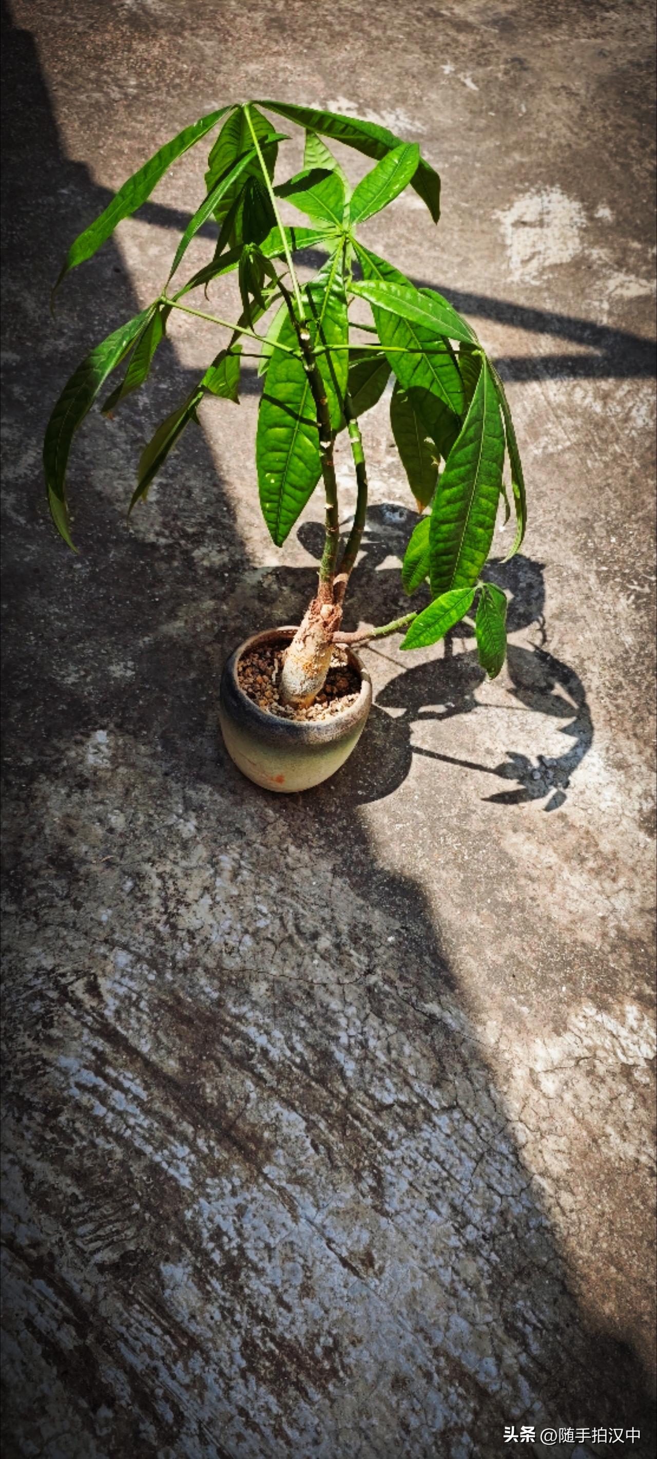 不知不觉，流年悄然过半，夏日正自深沉。持续晴朗，日日高温，凉风何时来？须得问天。