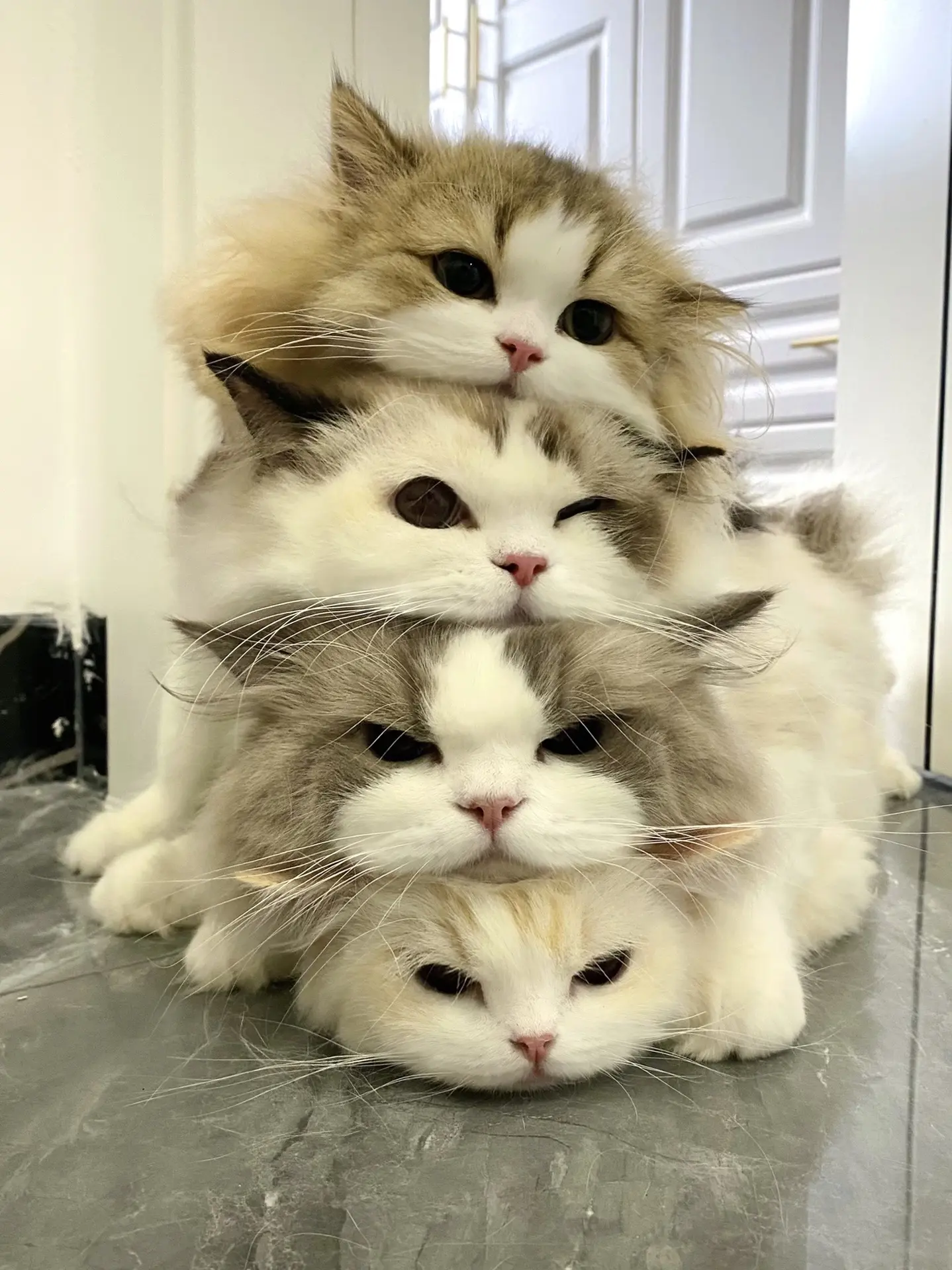 原则上是不让它们这样叠猫猫的。