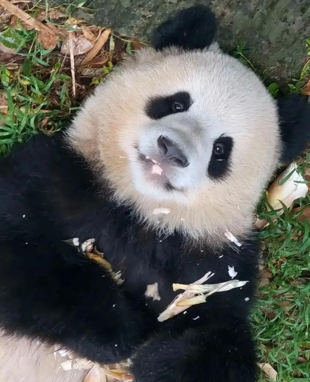 好甜的可可猪！晃眼一看还以为是二妹呢诶！可可猪的微笑唇真的好特别，好好看！[星星