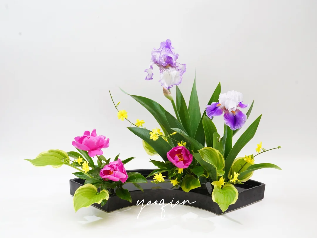 琳派调 | 开与不开的德国鸢尾