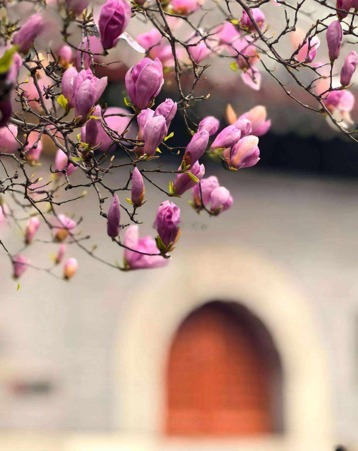 【观微知命·午后调频】甲寅日，下午13-15点（未时），土气渐旺。这时候最容易出